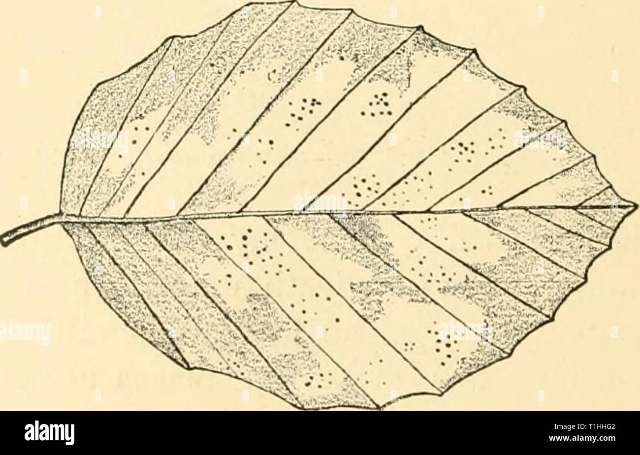 Diseases of plants induced by Diseases of plants induced by cryptogamic parasites; introduction to the study of pathogenic Fungi, slime-Fungi, bacteria, & Algae  diseasesofplants00tube Year: 1897  ml ti 1. luUsnt ) Phyllactinia. The spherical perithecia are flattened at the poles, and enclose several asci containing two or three oval sulphur-yellow spores. The appendages are sharp-pointed hairs with swollen bases. Phyllactinia suffulta Kebent. {I'lc. fjuttato Wallr.) produces white spots or coatings on the leaves of many trees, e.(j. beech, hornbeam, ash, birch, hazel, oak, etc. (Britain and U Stock Photo