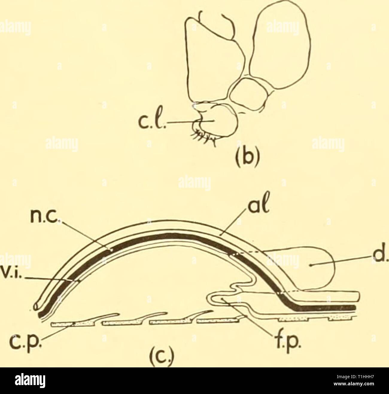Discovery reports (1959) Discovery reports  discoveryreports29inst Year: 1959  Text-fig. 7. Edotia oculata. {a) Brood pouch from above, dorsal integument removed (diagrammatic), a.c. accessory- coxal plate; a.o. anterior opening of brood pouch; Cj, coxa of first pereiopod; c.p, coxal plate of first pereiopod, unfused; c.p.., coxal plate of second pereiopod, fused; c.p., coxal plate of fourth pereiopod, unfused; d, diverticulum of brood pouch; ex, soft extension of coxal plate; /.c./&gt;. free part of coxal plate; f.p. fold of posterior wall of brood pouch; /, limit of brood pouch ; Ip. hne sho Stock Photo