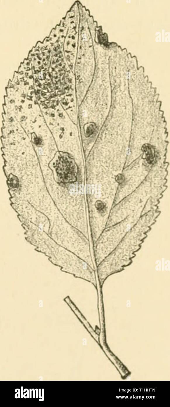 Diseases of plants induced by Diseases of plants induced by cryptogamic parasites; introduction to the study of pathogenic Fungi, slime-Fungi, bacteria, & Algae  diseasesofplants00tube Year: 1897  NECTRIA. 189 of Breslau, Berlin, Paris, Kew, Glasnevin (Dublin), and Edinburuli. Nectria ipomoeae Hals. Stem-rot of egg-plant and sweet potato. In America this attacks young growing plants, and causes stem-rot. The Fusarium-stage developes as a white mouldy coating on the withered stem, and is followed later by tlesh-colonred clusters of perithecia. Poly stigma. On the leaves of species of Prnnus, on Stock Photo