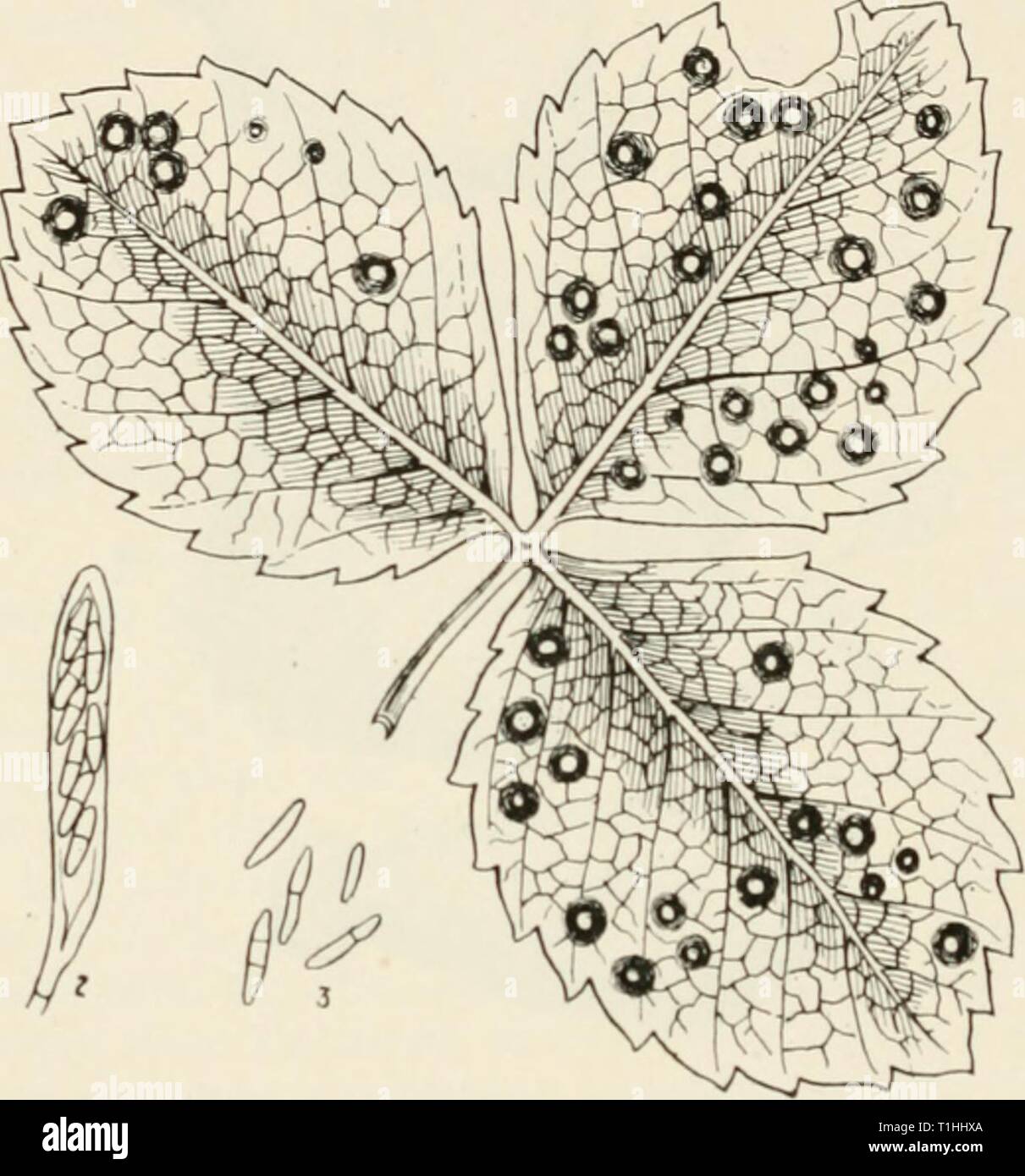 Diseases of cultivated plants and Diseases of cultivated plants and trees  diseasesofcultiv00massuoft Year: [1910?]  194 DISEASES OF CULTIVATED PLANTS Strawberry leaf spot.—Both cultivated and wild straw- berries are often severely damaged by a fungus named Sphaerella fragariae (Tul.), the conidial form of which was at one time the only stage known, and was called Ratnularia Tulasnei (Rab.). Small reddish-brown patches first appear on the leaves, which continue to increase in size for some time and frequently encroach on each other, forming    Fig. 52.—Sphaerella fraariae. i, a diseased straw- Stock Photo