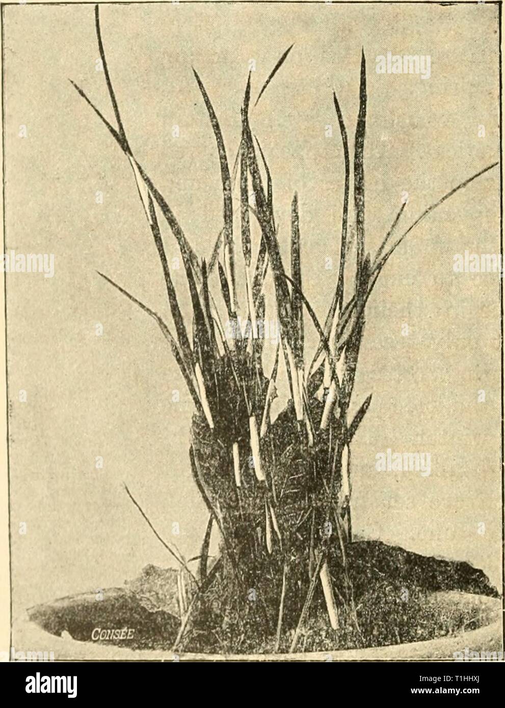 Diseases of plants induced by Diseases of plants induced by cryptogamic parasites; introduction to the study of pathogenic Fungi, slime-Fungi, bacteria, & Algae  diseasesofplants00tube Year: 1897  190 A8C0MYCETES. fertilise the trichogyiie and cause it to develop as an ascogoniuni. P. ochraceum (Wahlenb.) (P. fulinim Y). C.) causes yellowisli- I'fd spots on leaves of Primus Fadus. P. obscurum Juel. produces thickened leaf-spots on Astragalus alpinus and A. orohoides; on the under side these are whitish, on the upper side they show the spermogonia as red points. The damage caused by Polystigma  Stock Photo