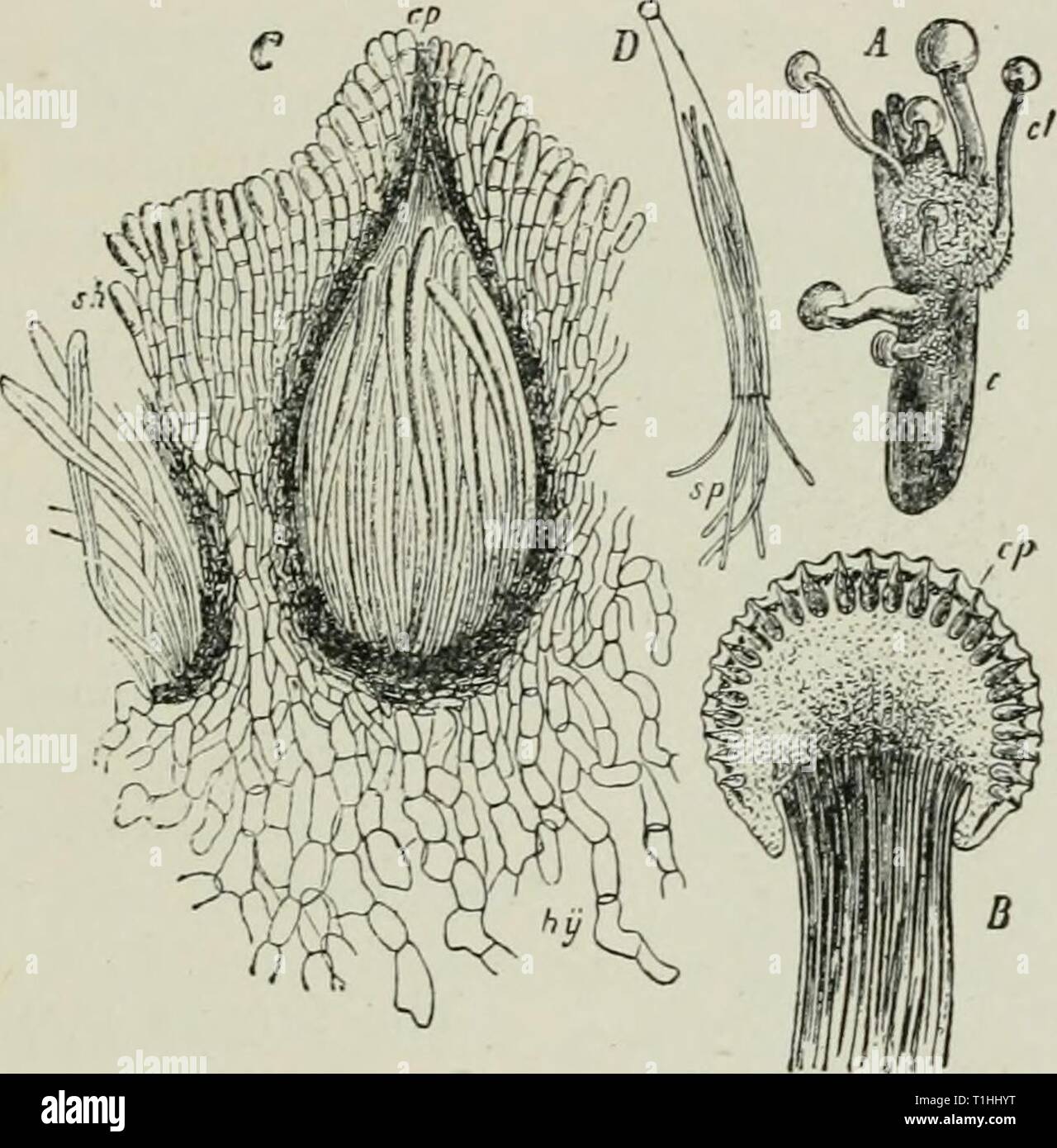 Diseases of plants induced by Diseases of plants induced by cryptogamic parasites; introduction to the study of pathogenic Fungi, slime-Fungi, bacteria, & Algae  diseasesofplant00tube Year: 1897  CLAVICEPS. 193 conidiophores. A very sweet fluid, the so-called ' houey-devv,' is separated from the sphacelia; this attracts insects, which carry the conidia to other flowers. Since the conidia aie capable of immediate germination, and give rise to a mycelium which penetrates through the outer coat of the ovary, the disease can be quickly disseminated during the flowering season of the grasses. After Stock Photo