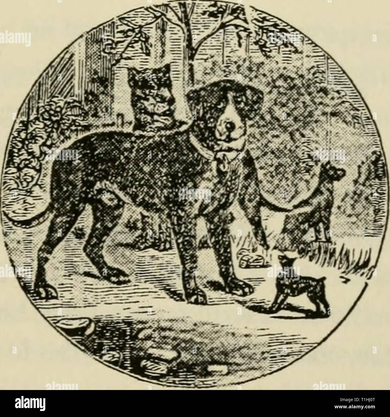 The dogs of Great Britain, The dogs of Great Britain, America, and [other] countries : their breeding, training, and management in health and disease,comprising all the essential parts of the two standard works on the dog  dogsofgreatbrita00wals Year: 1914  CROPPING, BRANDING, AND HOUNDING. 205 hounds are branded with the initials of the master or of the hunt, a hot iron shaped like the letter itself being used. Both cropping and rounding require practice to perform them well, a large sharp pair of scissors being used, and care bemg necessary to hold the two layers of skin in the ear in their  Stock Photo