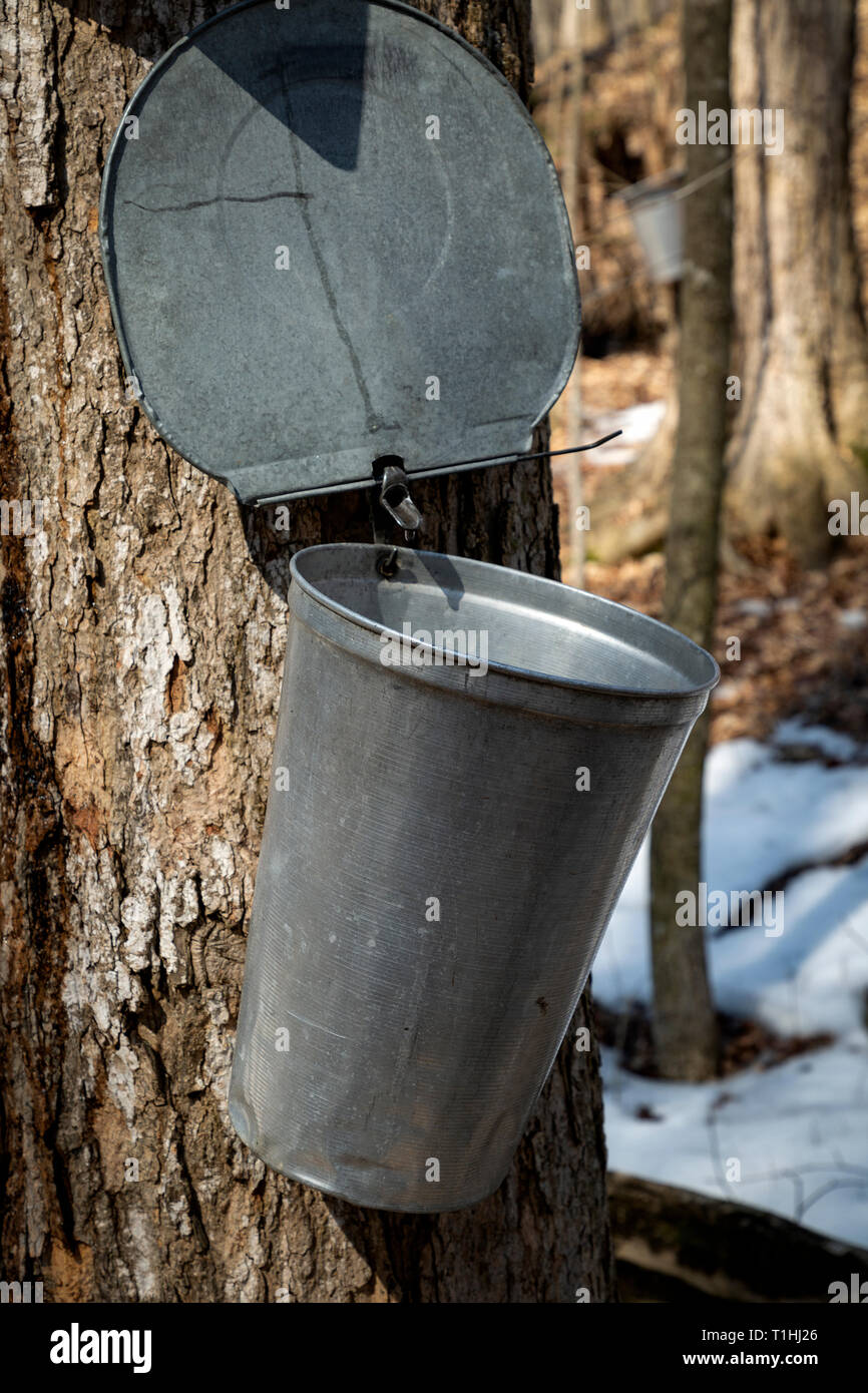 Collecting maple sap in Ontario Canada. Maple sap is traditional collected using a pail attached to hollow spigot hammered into the bark of a maple tr Stock Photo
