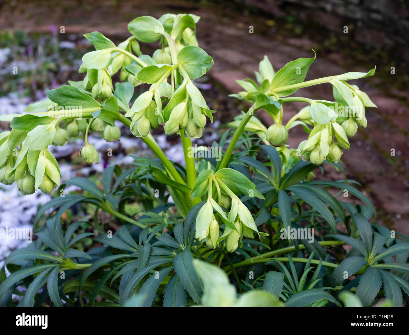 Dark green foliage and paler green flowers of the winter flowering stinking hellebore, Helleborus foetidus Stock Photo
