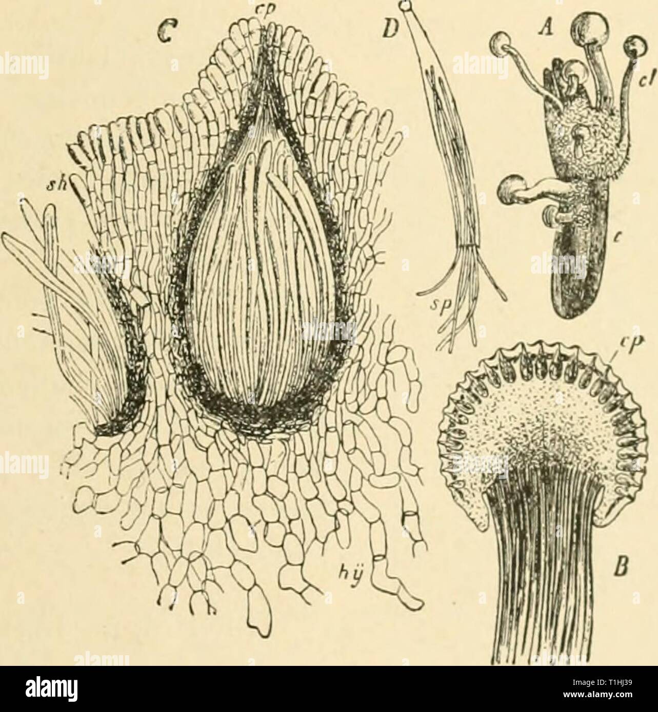 Diseases of plants induced by Diseases of plants induced by cryptogamic parasites; introduction to the study of pathogenic Fungi, slime-Fungi, bacteria, & Algae  diseasesofplants00tube Year: 1897  CLAVICEPS. 193 conidiophores. A very sweet tluid, the so-called 'honey-dew,' is separated from the sphacelia; this attracts insects, which carry the conidia to other flowers. Since the conidia are capable of immediate germination, and give rise to a mycelium which penetrates through the outer coat of the ovary, the disease can be quickly disseminated during the flowering season of the grasses. After  Stock Photo