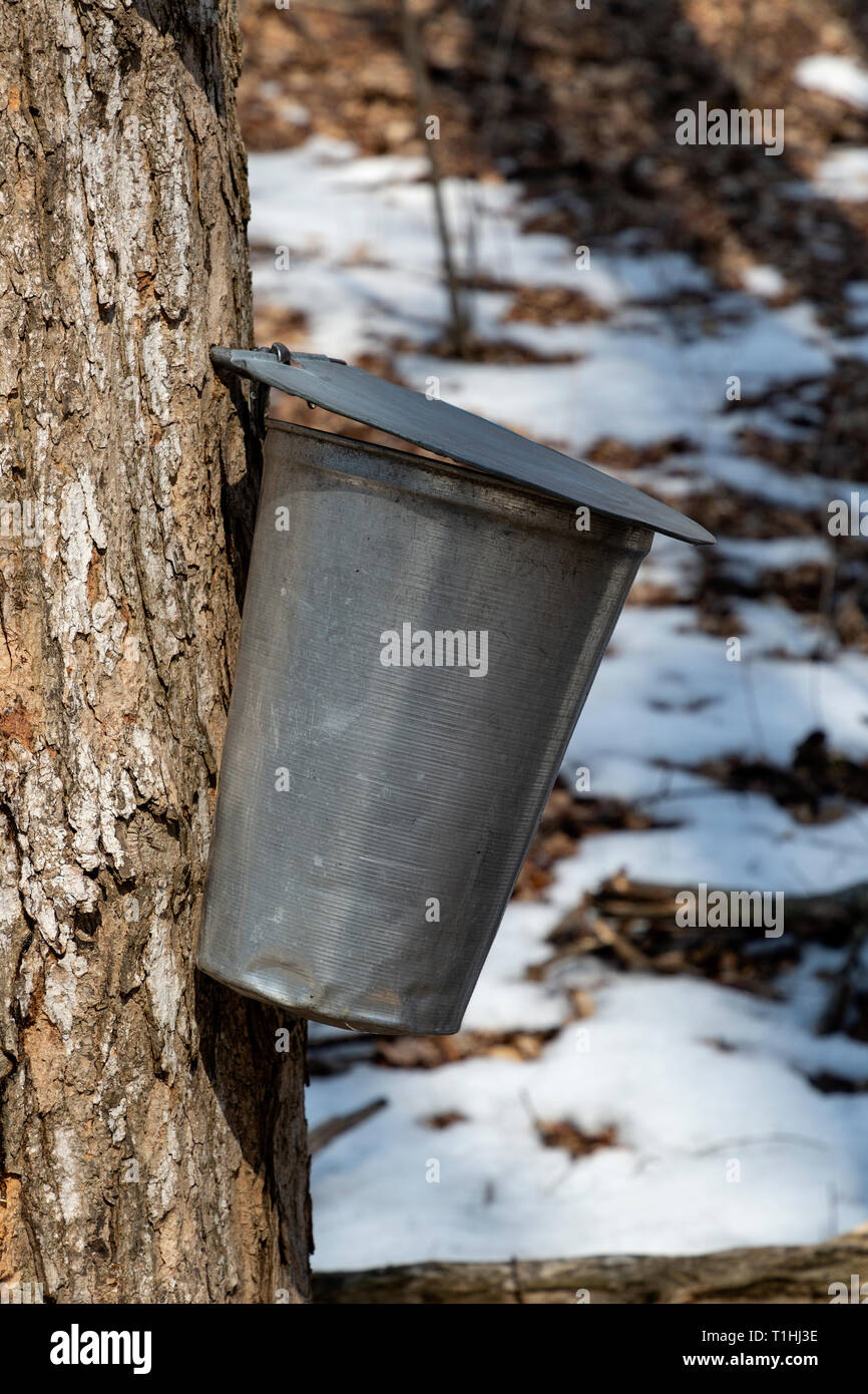 Collecting maple sap in Ontario Canada. Maple sap is traditional collected using a pail attached to hollow spigot hammered into the bark of a maple tr Stock Photo