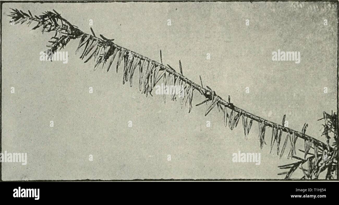 Diseases of plants induced by Diseases of plants induced by cryptogamic parasites; introduction to the study of pathogenic Fungi, slime-Fungi, bacteria, & Algae  diseasesofplant00tube Year: 1897  196 ASCOMYCETES. other characters cDincide ; this seems to be all the more justifiable since one finds on the same species asci witli spores made up of one, two, or four cells. Trichosphaeria parasitica Hartig. (Britain and U.S. America.) Everywhere in young naturally regenerated woods of silver fir, especially in damp places or wdiere the plants are crowded, one finds partially browned needles hangin Stock Photo