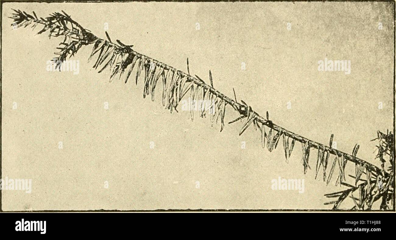 Diseases of plants induced by Diseases of plants induced by cryptogamic parasites; introduction to the study of pathogenic Fungi, slime-Fungi, bacteria, & Algae  diseasesofplants00tube Year: 1897  196 ASCOMYCETES. other characters coincide ; this seems to be all the more justifiable since one finds on the same species asci with spores made up of one, two, or four cells. Trichosphaeria parasitica Hartig. (Britain and U.S. America.) Everywhere in young naturally regenerated woods of silver fir, especially in damp places or where the plants are crowded, one finds partially browned needles hanging Stock Photo