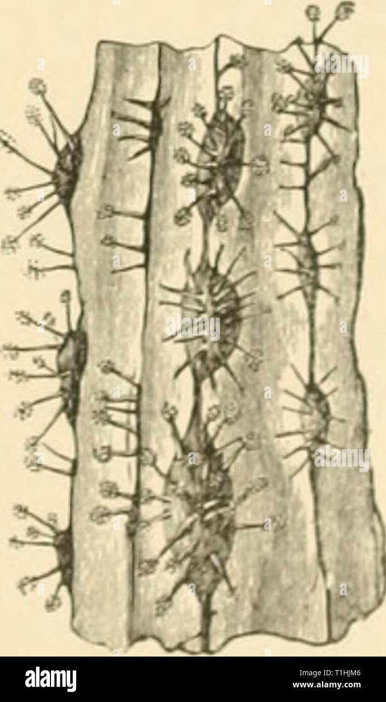 Diseases of plants induced by Diseases of plants induced by cryptogamic parasites; introduction to the study of pathogenic Fungi, slime-Fungi, bacteria, & Algae  diseasesofplants00tube Year: 1897  Fi&lt;i. 03.—Vine-root with rows of black sclerotia exposed, and bearing bristle-like conidiophores here and there. (After R. Hartig.) Fio. 92.—Vine-stock with Dcmo.tophora lucatrix (after a prolonged stay in a moist chamber), a, Fila- mentous mycelium passing over into rhizoctonia- strands {b), which anastomose at c c. d and e, Rhizomorphs growing outwards from the interior. (After R. Hartig.)    Fi Stock Photo