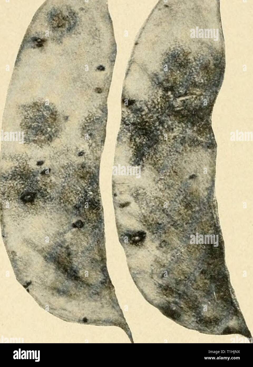 Diseases of economic plants (1910) Diseases of economic plants  diseasesofeconom00stev Year: 1910  206 DISEASES OF ECONOMIC PLANTS is destructive upon the lima bean, producing upon pods and leaves large, brown patches, with the pycnidia ar- ranged in concentric circles. When the disease is very prevalent, the pods fail to V mature their seeds. Spraying with Bordeaux mixture is recommended. Powdery mildew {Ery- siphe polygoni DC). — The characters of the powdery mildews as described for the grape apply here suffi- ciently to serve for recog- nition purposes. This dis- ease is not usually seriou Stock Photo