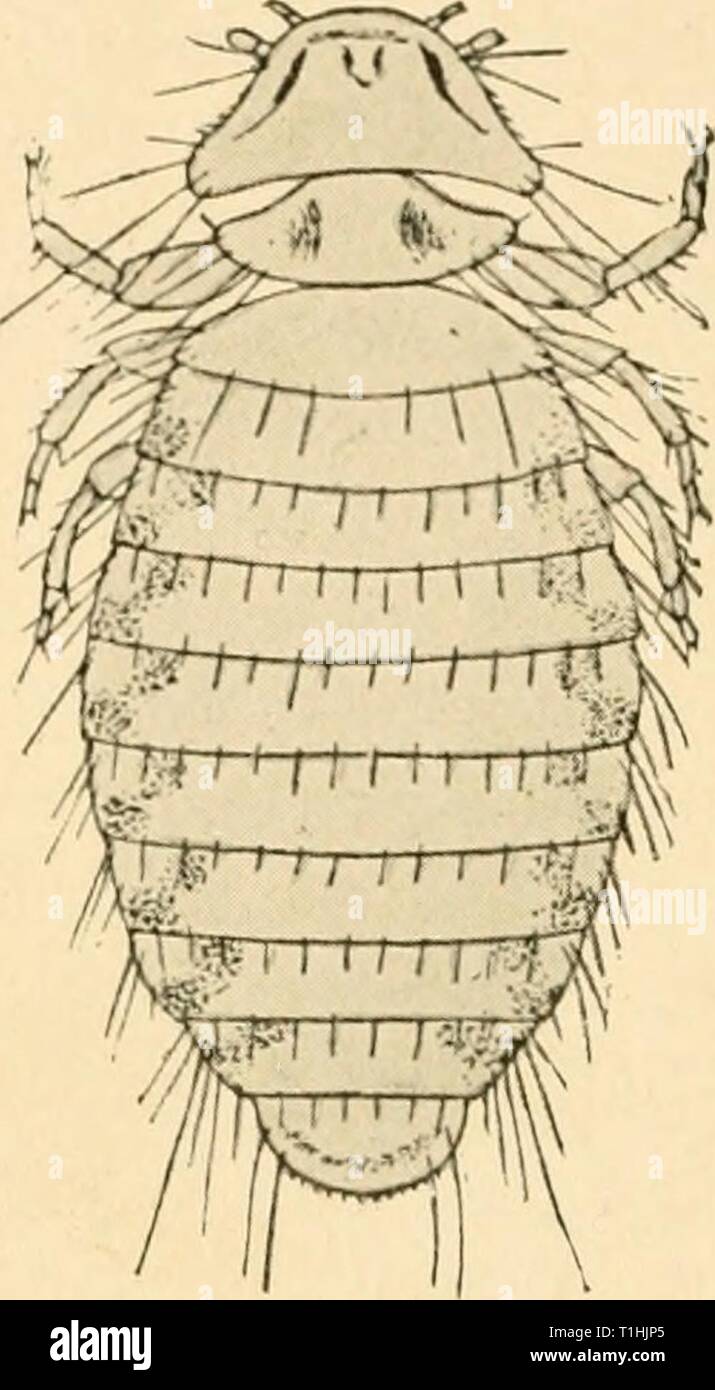 Diseases of poultry; their etiology, Diseases of poultry; their etiology, diagnosis, treatment, and prevention  diseasesofpoultr00pea Year: 1915  206 Diseases of Puidtry A. LICE (MALLOPHAGA) Lice are probably the most widely distributed parasite of poultry. They are so common that flocks of fowls that have not been treated to remove lice for a long time are almost ' sure to have one or more species present. At least 8 species of hen lice have been found and 5 of these are common. Bird lice are quite different from those which affect man and mammals. The popular notion that lice may be transmit Stock Photo