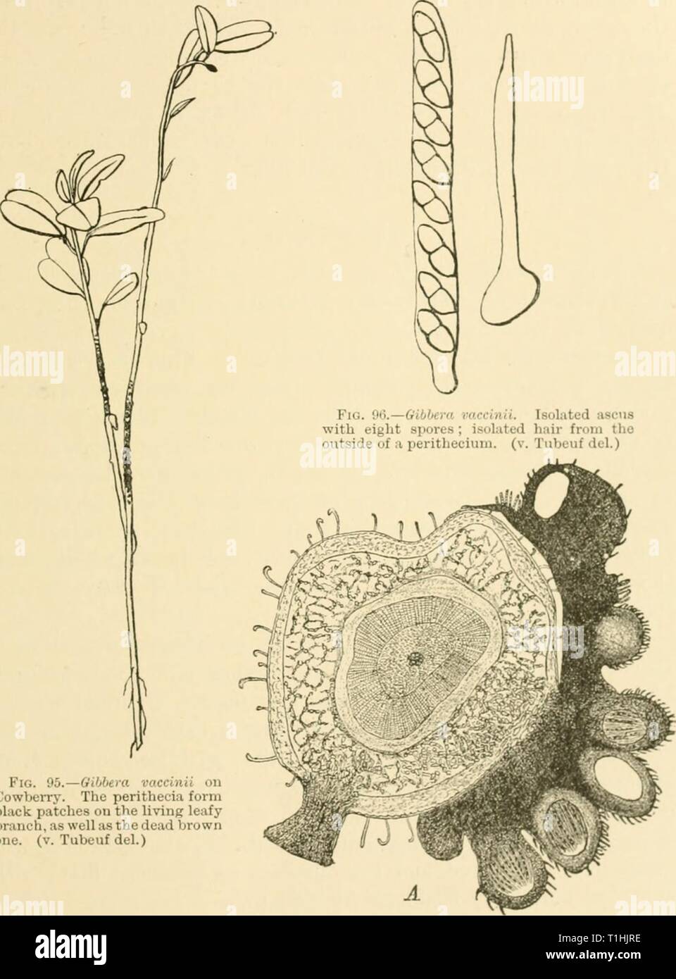 Diseases of plants induced by Diseases of plants induced by cryptogamic parasites; introduction to the study of pathogenic Fungi, slime-Fungi, bacteria, & Algae  diseasesofplants00tube Year: 1897  •205 twigs brown and dead (Fig. 95). If more closely examined, the twigs will be found to bear patches of coal-black,    Fig. 05.—Gibbera Cowberry. The perithecia form black patches on the living leafy branch, as well as the dead brown one. (v. Tubeuf del.) Fig. 07.—6ibbera vaccinii. Cross-section of Cowberry showing a patch of perithecia in section ; the hairy perithecia contain paraphvses and asci  Stock Photo