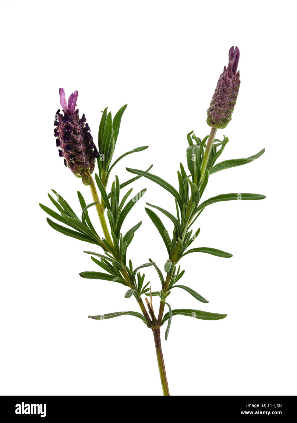 Flower stem of the spring to summer blooming French lavender, Lavandula stoechas 'Anouk',  on a white background Stock Photo