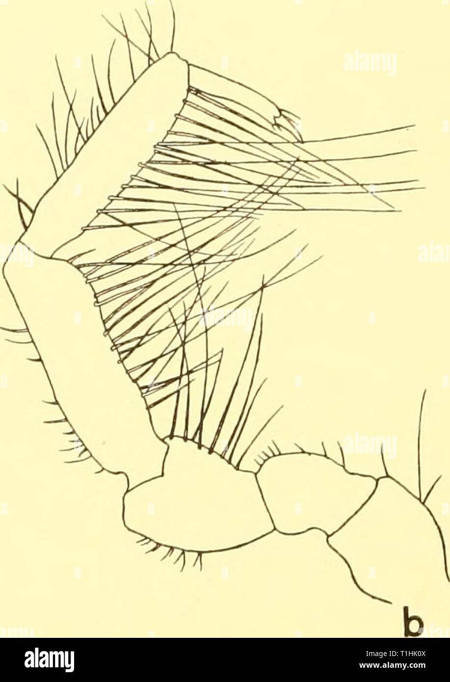 Discovery reports (1959) Discovery reports  discoveryreports29inst Year: 1959  Text-fig. 21. Xenarctiinis spinulosus g.n., sp.n. (a) First pereiopod, x 32. (6) Serond pereiopod, x 32. (c) Fourth pereiopod, x 32. Stock Photo