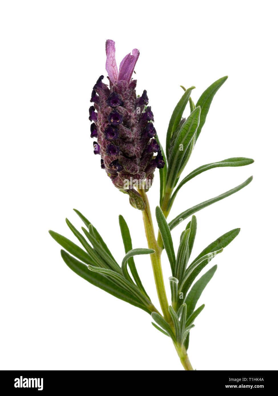 Flower stem of the spring to summer blooming French lavender, Lavandula stoechas 'Anouk',  on a white background Stock Photo