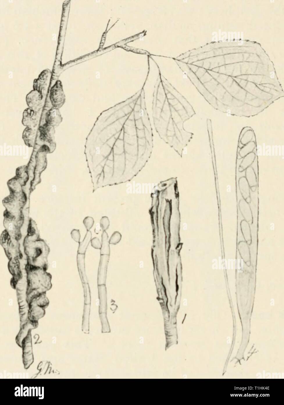 Diseases of cultivated plants and Diseases of cultivated plants and trees  diseasesofcultiv00massuoft Year: [1910?]  214 DISEASES OF CULTIVATED PLANTS conidia elliptical, olive, about i6 /x long. Pycnidia resembling the perithecia, containing elliptical pale yellow, 3-septate stylospores, 10-12x6-7 /x. Spermogonia also similar to the perithecia, producing very minute spermatia. Perithecia crowded, asci cvlindric-ovate, 110-150x16-18 fx; spores    Fig. 61.—Plowrightia mcrhosa. i, portion of a plum branch, showing conidial stage of the fungus; 2, branch with ascigerous condition of the fungus ;  Stock Photo