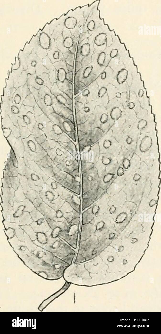 Diseases of cultivated plants and Diseases of cultivated plants and trees  diseasesofcultiv00massuoft Year: [1910?]  MYCOSPHAERELLA 215 tree should be cut down and burned, as it never becomes free from the disease. Farlow, G., Bull. Bessay Inst., 1875. Halsted, Neiv Jersey Agric. Coll. Expt. Station, Bull. 78. MYCOSPHAERELLA (Johans.) Perithecia as in Sphaerella, asci i6-spored, without para- physes; spores elongated, i-septate, hyaline. Pear leaf spot.—The early defoliation of pear-trees has for long been considered to be due to the presence of a fungus called Septoria piricola (Desm.). This  Stock Photo