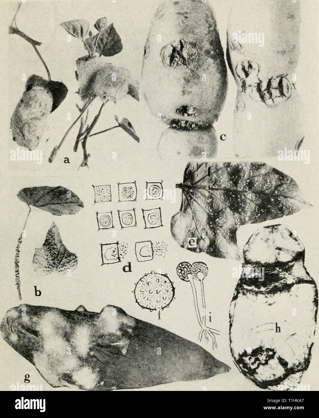 Diseases of truck crops and Diseases of truck crops and their control  diseasesoftruckc00taubuoft Year: [1918]  Fig. 25. Sweet Potato Diseases. a. Slime mold {Fuligo violacea), b. slime mold (Physarum plumbeum), c. pox or pit, d. formation of a cyst and liberation of spores of Cyslospnra halala (after Elliot), e. white rust, /. oospore of the white rust fungus, g. soft rot, h. ring rot, i. fruiting stalks of Rhizopus nigricans. Stock Photo
