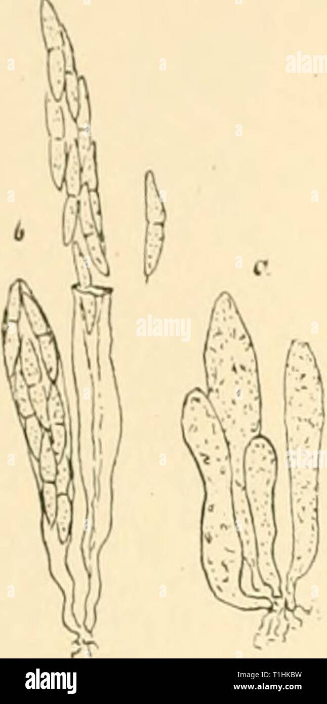 Diseases of plants induced by Diseases of plants induced by cryptogamic parasites; introduction to the study of pathogenic Fungi, slime-Fungi, bacteria, & Algae  diseasesofplants00tube Year: 1897  214 ASCOMYCETES.    active vegetation begins about two and a half montlis later than in the plains, i.e. at the beginning of June. The season of mature spores of Sphaerdla is thus delayed till about the middle of August. On 26th September I found at this elevation only a few spots on the larch needles, and on these hardly any conidial cushions. By 28 th September this larch plantation was already und Stock Photo