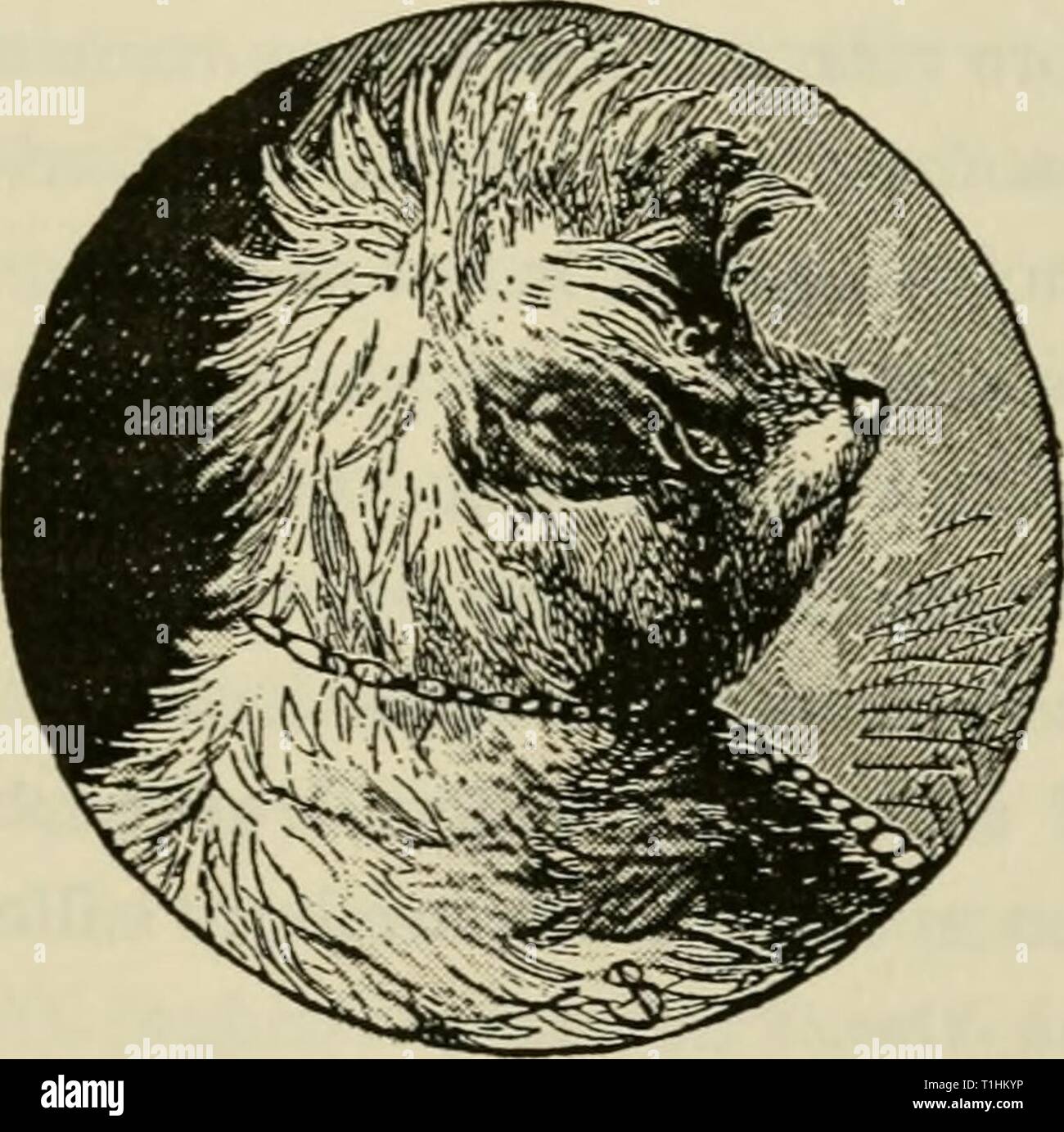 The dogs of Great Britain, The dogs of Great Britain, America, and [other] countries : their breeding, training, and management in health and disease,comprising all the essential parts of the two standard works on the dog  dogsofgreatbrita00wals Year: 1914  VEBMTN DOGS. 247 rets. Then they must be broken to let these animals alone, as they are apt to make their appearance occasionally in passing from one hole to another. It is only necessary to let the ferret and the ter- rier be together in a yard or stable for a few times, cautioning the latter not to touch the former, and the young dog soon Stock Photo