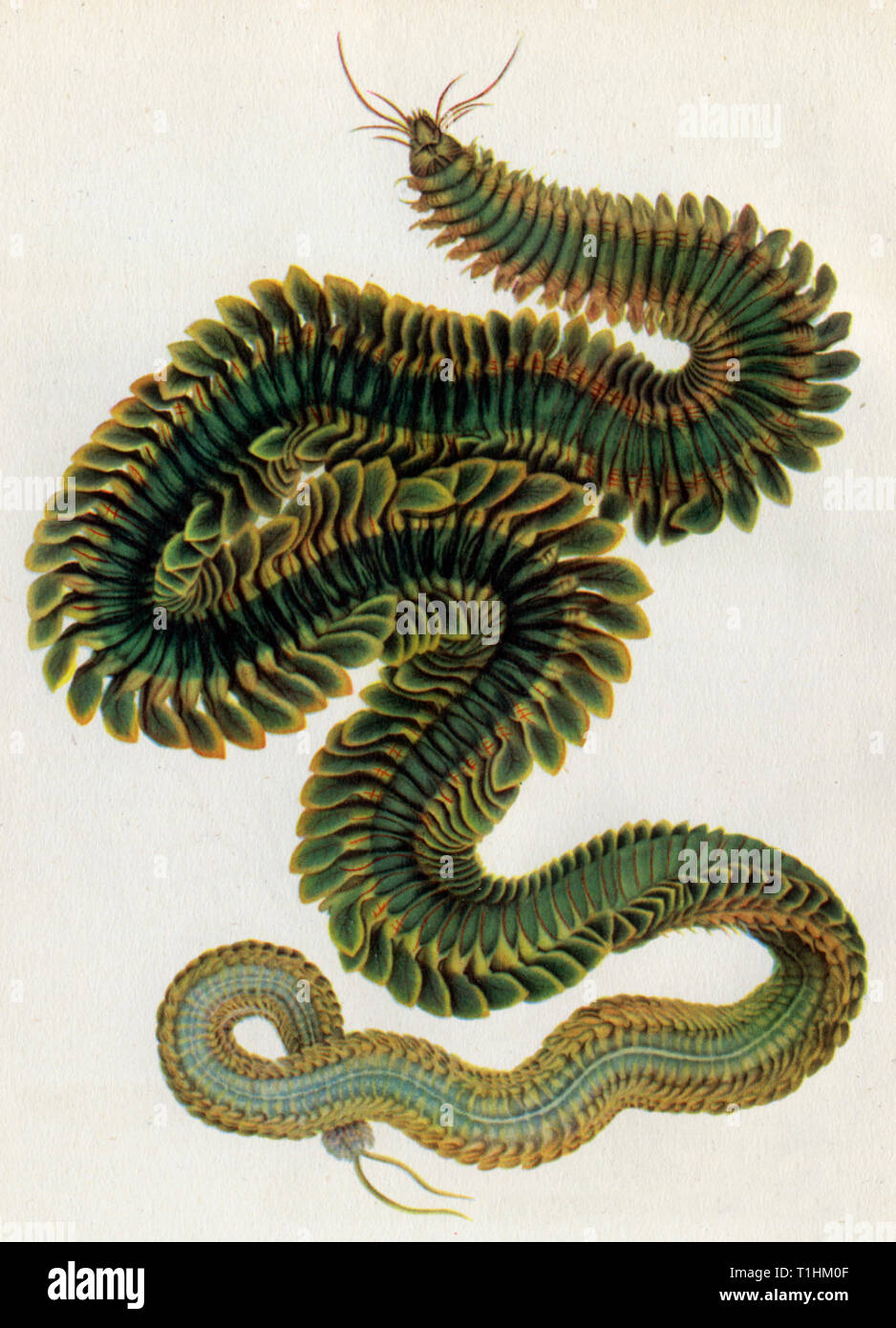 'Rag Worm: Nereis Virens' (Neanthes Virens). Coloured engraving from W. C. McIntosh's 'A Monograph of The British Marine Annelids', Ray Society, 1908-1910. Stock Photo
