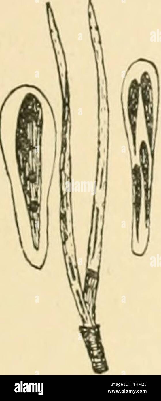 Diseases of plants induced by Diseases of plants induced by cryptogamic parasites; introduction to the study of pathogenic Fungi, slime-Fungi, bacteria, & Algae  diseasesofplants00tube Year: 1897  HYPODERMKLLA. 235 apothecia were present on the upper surface of the needles as isolated black spots or united into lines; they dehisce by an elongated fissure. The asci are cylindrical with rounded apices, and measure about 110/U in length; they are almost sessile. Each contained four hyaline, unicellular, club-sliaped spores Stock Photo