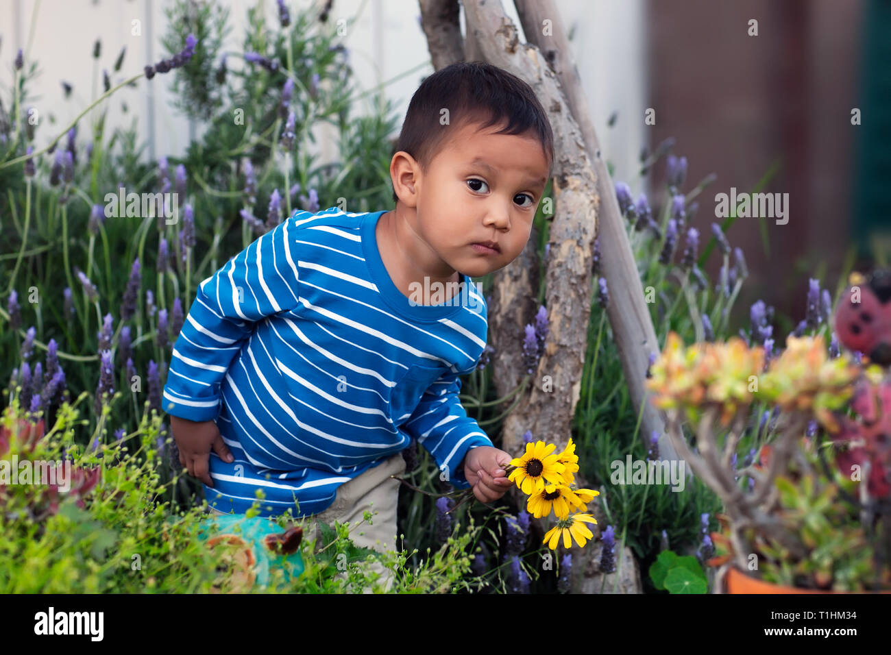 A toddler with a suspicious expression trying to hide,  while holding picked flowers from a lush california native garden. Stock Photo