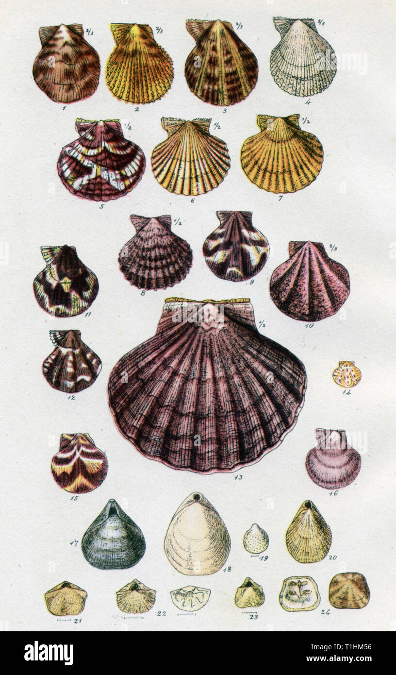 'British Scallops: Pecten and Chlamys', 1859. By George Brettingham Sowerby I (1788-1854). Coloured engraving from Sowerby's 'Illustrated Index of British Shells', 1859. Sowerby was an British naturalist, illustrator, and conchologist. Stock Photo