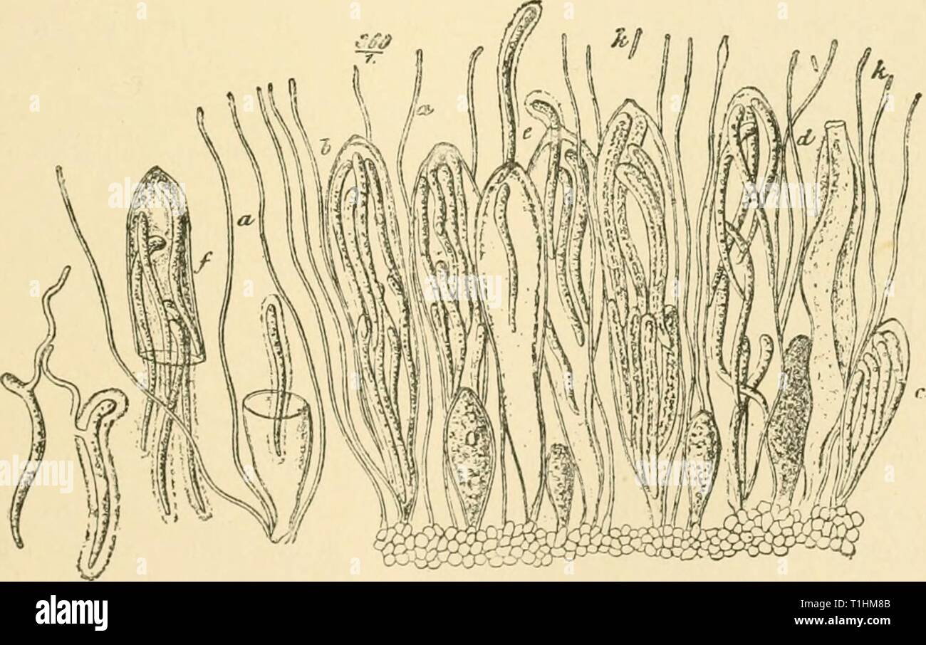 Diseases of plants induced by Diseases of plants induced by cryptogamic parasites; introduction to the study of pathogenic Fungi, slime-Fungi, bacteria, & Algae  diseasesofplants00tube Year: 1897  Fig. 125.—Lophoderniimn nervisequium. Section of a needle of Silver Fir. 6, Pyonidium on upper surface shedding conidia. a, Apothc- cium on the lower surface. (After R. Hartig.)    Fig. i26.—Lophodermium nervisequium on Silver Fir. Portion of a ripe apothe- ciuin. a a, Filamentous paraphyses ; rod-like cells (conidia?), k, abjointed from the apex of the paraphyses ; the asci contain eight spores abou Stock Photo