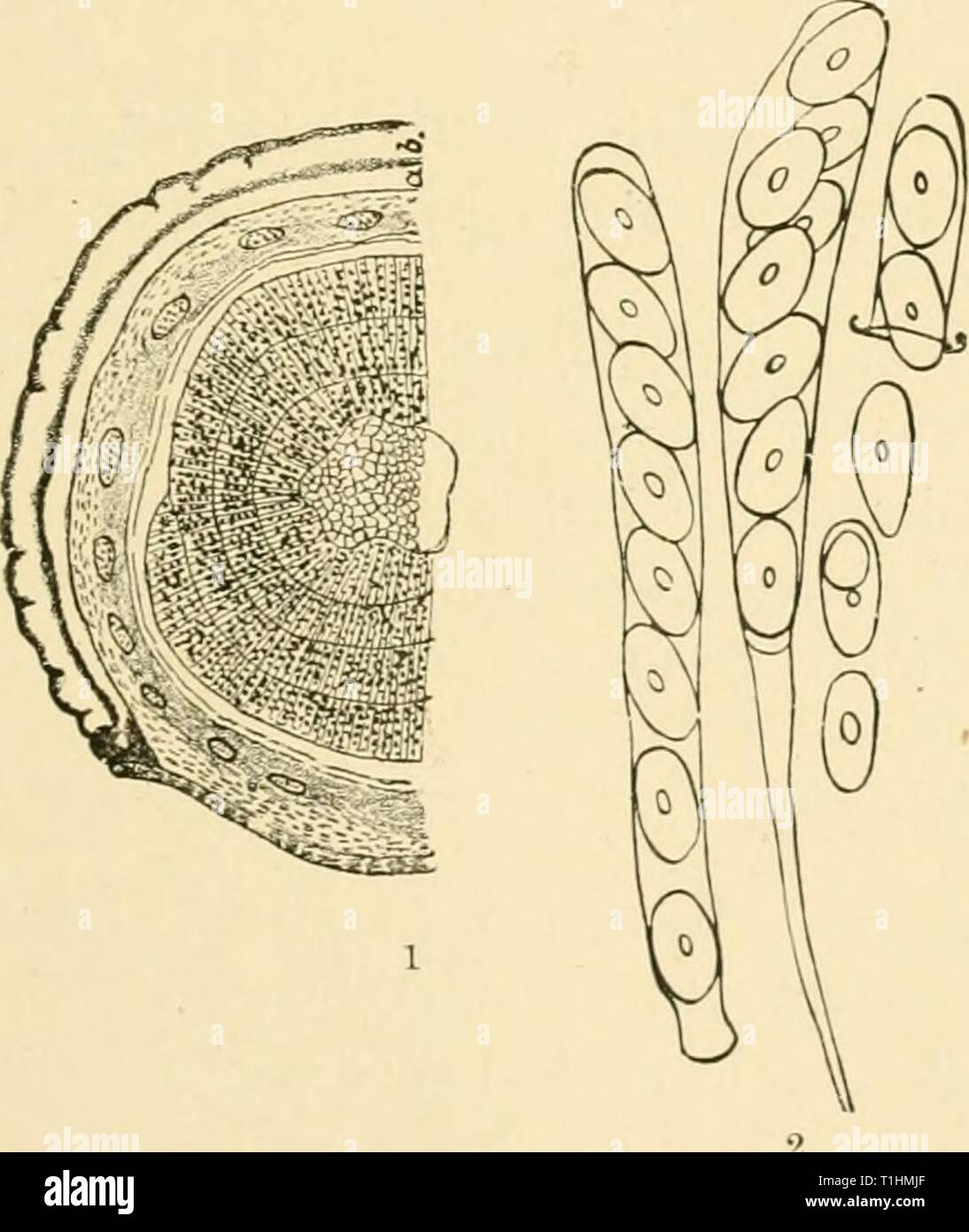 Diseases of plants induced by Diseases of plants induced by cryptogamic parasites; introduction to the study of pathogenic Fungi, slime-Fungi, bacteria, & Algae  diseasesofplants00tube Year: 1897  CRYPTOMYCES. 247 especially Salve mcana, but also on S. 2urpurca. When the black apothecial cushions break out through the bark, the twigs of the host-plant are frequently still green and leaf-clad. The apothecia originate in the lower bark and so loosen the epidermal layers as to cause the appearance of yellow spots. Black centres appear in the spots, due to the formation of a    Fig. 132.—Cryptomyc Stock Photo