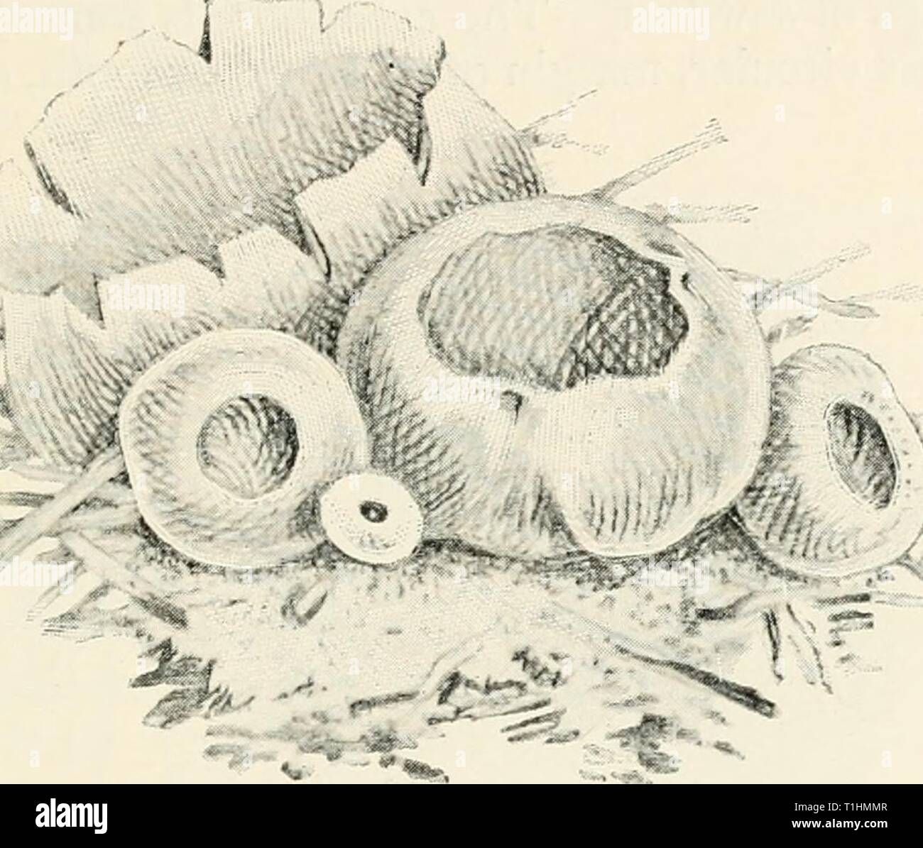 Diseases of cultivated plants and Diseases of cultivated plants and trees  diseasesofcultiv00massuoft Year: [1910?]  PEZIZA 253 largest of the cup-shaped Pezizae, known by the thick, brittle, watery substance, never hairy nor spiny outside. Ludwig has stated that Peziza vesiculosa (Bull.) sometimes becomes a true parasite ; he found it attacking species of Balsamina, Hyacinthus, Sidakea, etc. Plants supposed to have been killed by the fungus, when placed under a bell-jar were soon covered with the conidial form of the fungus, first described by Brefeld, who produced this form from germinating  Stock Photo