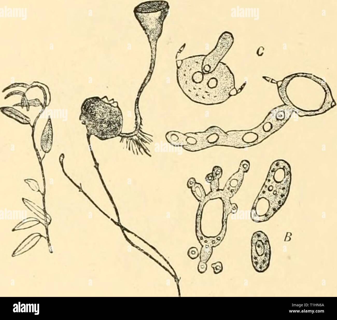 Diseases of plants induced by Diseases of plants induced by cryptogamic parasites; introduction to the study of pathogenic Fungi, slime-Fungi, bacteria, & Algae  diseasesofplants00tube Year: 1897  258 ASCOMYCETES. coniclia germinate and give off long septate hyphae which, follow- ing the course of the pollen-tube, reach the ovary, and soon fill all four loculi with a white mycelium. The growth of this mycelium proceeds from the central axis towards the walls, and forms a hollow sphere open above and below. The diseased berries cannot be distinguished till ripe; then, whereas the normal are red Stock Photo