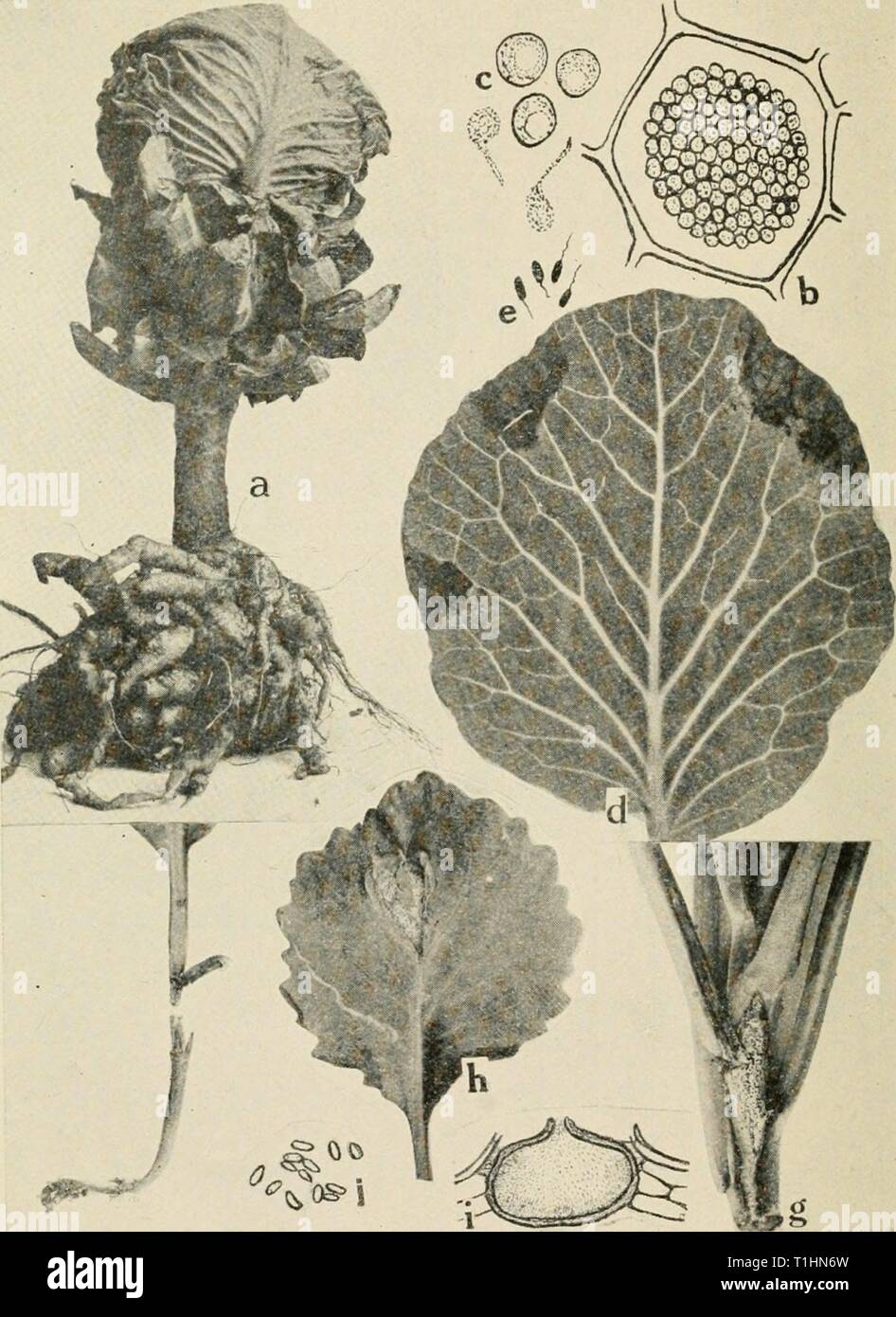 Diseases of truck crops and Diseases of truck crops and their control  diseasesoftruckc00taub Year: 1918  Fig. 30. Cabbage Diseases. a. Club root (after Cunningham), b. cell filled with spores of the club root or- ganism, c. spores and swarm spores of Plasmodiophora brassicce (b. and c. after Chuff), d. black rot of cabbage (after F. C. Stewart), e. individual black rot germs of Pseudomonas campeslris, f. black-leg on young cabbage seedling, g. black-leg lesion on foot of older cabbage plant, h. black-leg lesion on cabbage leaf, /. pycnidmm of Phoma oleracece, j. pycnosporvs of P. okracece (/' Stock Photo