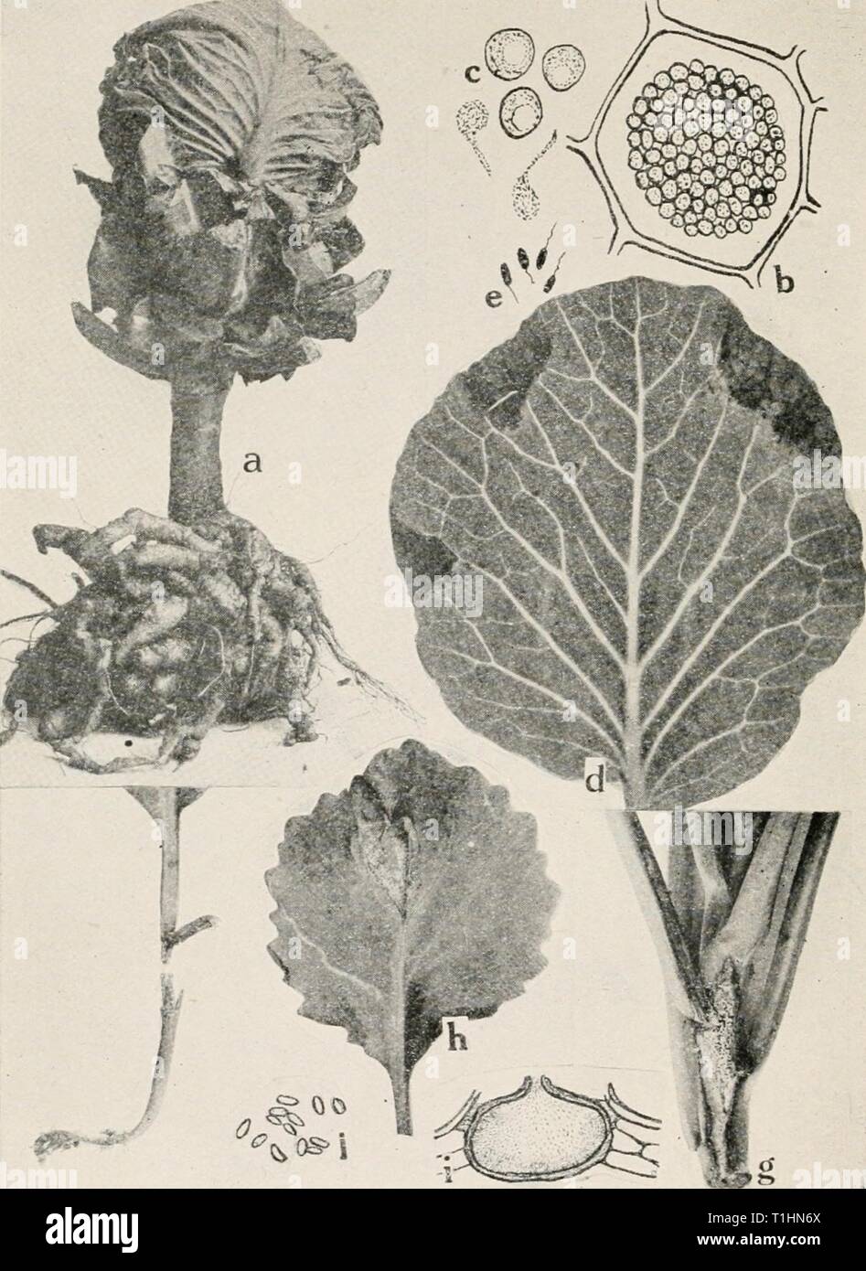 Diseases of truck crops and Diseases of truck crops and their control  diseasesoftruckc00taubuoft Year: [1918]  Fig. 30. Cabbage Diseases. a. Club root (after Cunningham), b. cell filled with spores of the club root or- ganism, c. spores and swarm spores of Plasmodiophora brassica (b. and c. after Chuff), d. black rot of cabbage (after F. C. Stewart), c. individual black rot germs of Pseudomonas campeslris, f. black-leg on young cabbage seedling, g. black-leg lesion on foot of older cabbage plant, h. black-leg lesion on cabbage leaf, i. pycnidium of Phoma oleracecE.j. pycnospores of P. olcrace Stock Photo