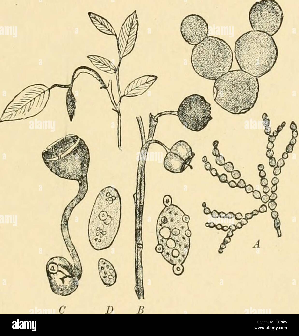 Diseases of plants induced by Diseases of plants induced by cryptogamic parasites; introduction to the study of pathogenic Fungi, slime-Fungi, bacteria, & Algae  diseasesofplants00tube Year: 1897  SCLEROTINIA. 259 cowberry shoots, the stomata being always avoided. In less than three weeks conidia are produced. The mode in which the germ-tubes attack the host-plant is very remarkable. Woronin says: ' The gerra-tubes developed from the ascospores grow inwards towards the vascular bundles of the host-plant and enter them; then they continue to develop, but now in the opposite direction from the i Stock Photo