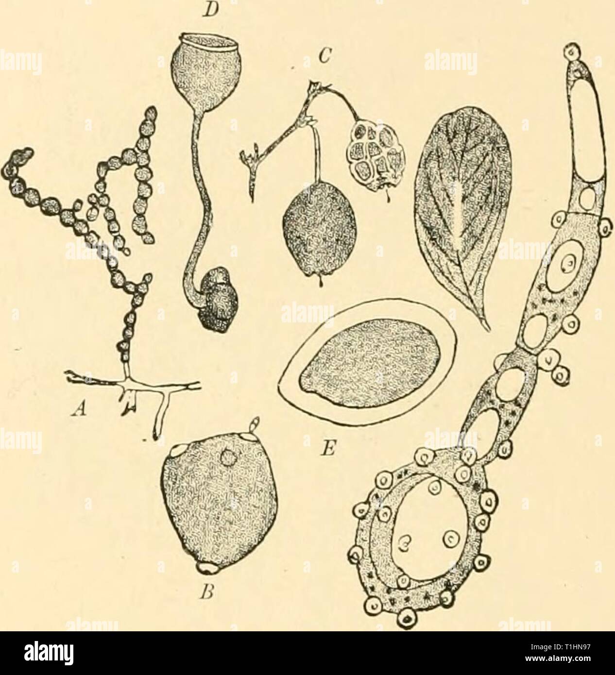 Diseases of plants induced by Diseases of plants induced by cryptogamic parasites; introduction to the study of pathogenic Fungi, slime-Fungi, bacteria, & Algae  diseasesofplants00tube Year: 1897  260 ASCOMYCETES. larger and four smaller spores, the latter appearing to be rudi- mentary and incapable of germination. Scl. baccarum Schroet. (Britain). The sclerotium disease of the bilberry ( Face. Myrtillus). This varies from the other species in having round conidia incapable of germinating in water, in having more robust apothecial beakers, and in lacking rhizoids. The spores are similar in num Stock Photo