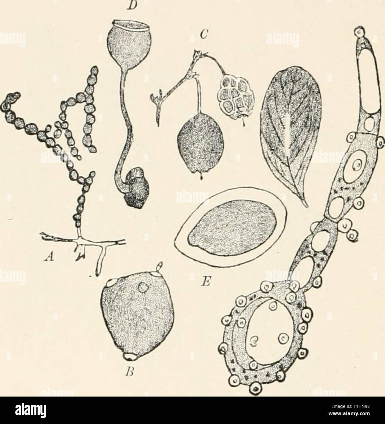 Diseases of plants induced by Diseases of plants induced by cryptogamuc parasites; introduction to the study of pathogenic fungi, slime-fungi, bacteria, and algae. English ed. by William G. Smith  diseasesofplants00tubeuoft Year: 1897  260 ASCOMYCETES. larger and four smaller spores, the latter appearing to be rudi- mentary and incapable of germination. Scl. baccarum Schroet. (Britain).- The sclerotium disease of the bilberry (Vacc. 3yrtillus). This varies from the other species in having round conidia incapable of germinating in water, in having more robust apothecial beakers, and in lacking  Stock Photo