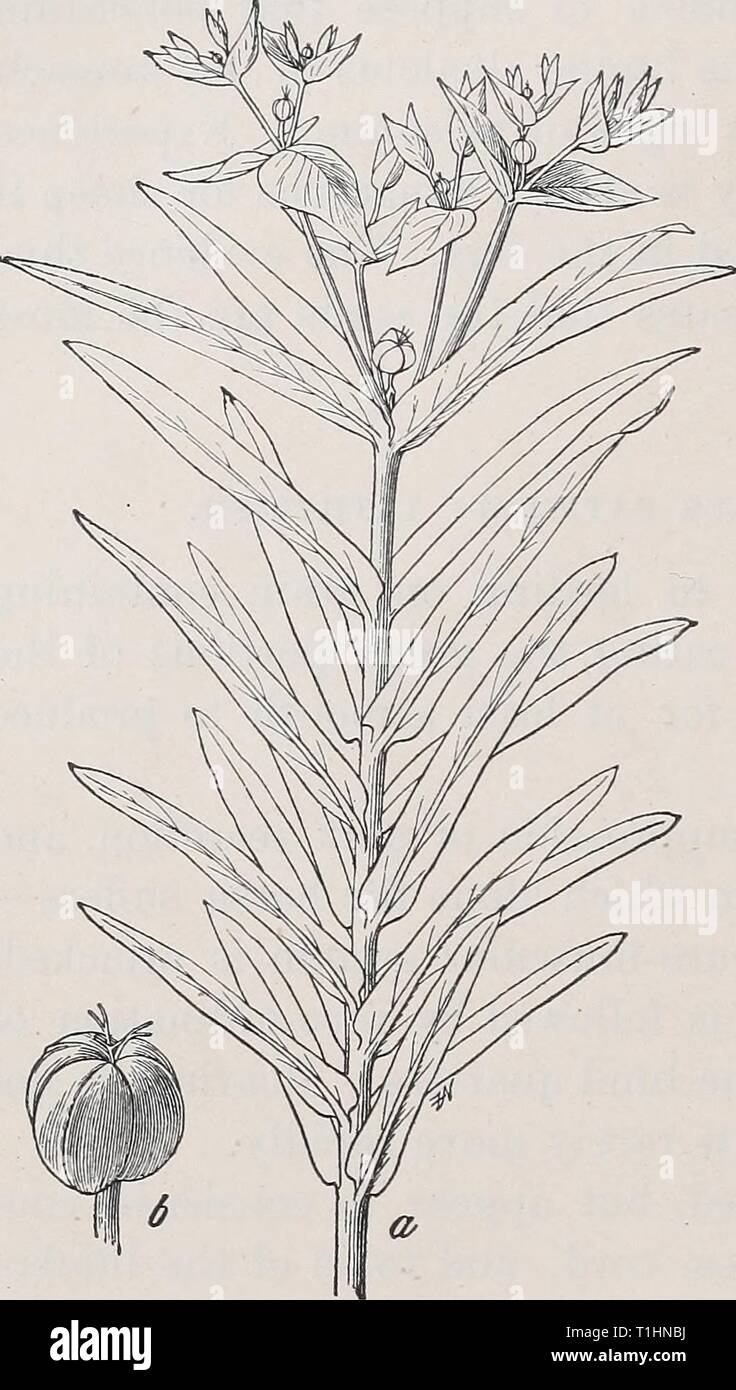 Diseases of cattle, sheep, goats Diseases of cattle, sheep, goats and swine  diseasesofcattl00mous Year: 1905  244 POISONING. LINAGES (flax FAMILY). Linum rigidum.—The large-flowered yellow flax is reported from Pecos Valley, Texas, as poisonous to sheep. An investigation made by the Bm-eau of Animal Industry, U.S.A., showed that the plant is poisonous. Stock Photo