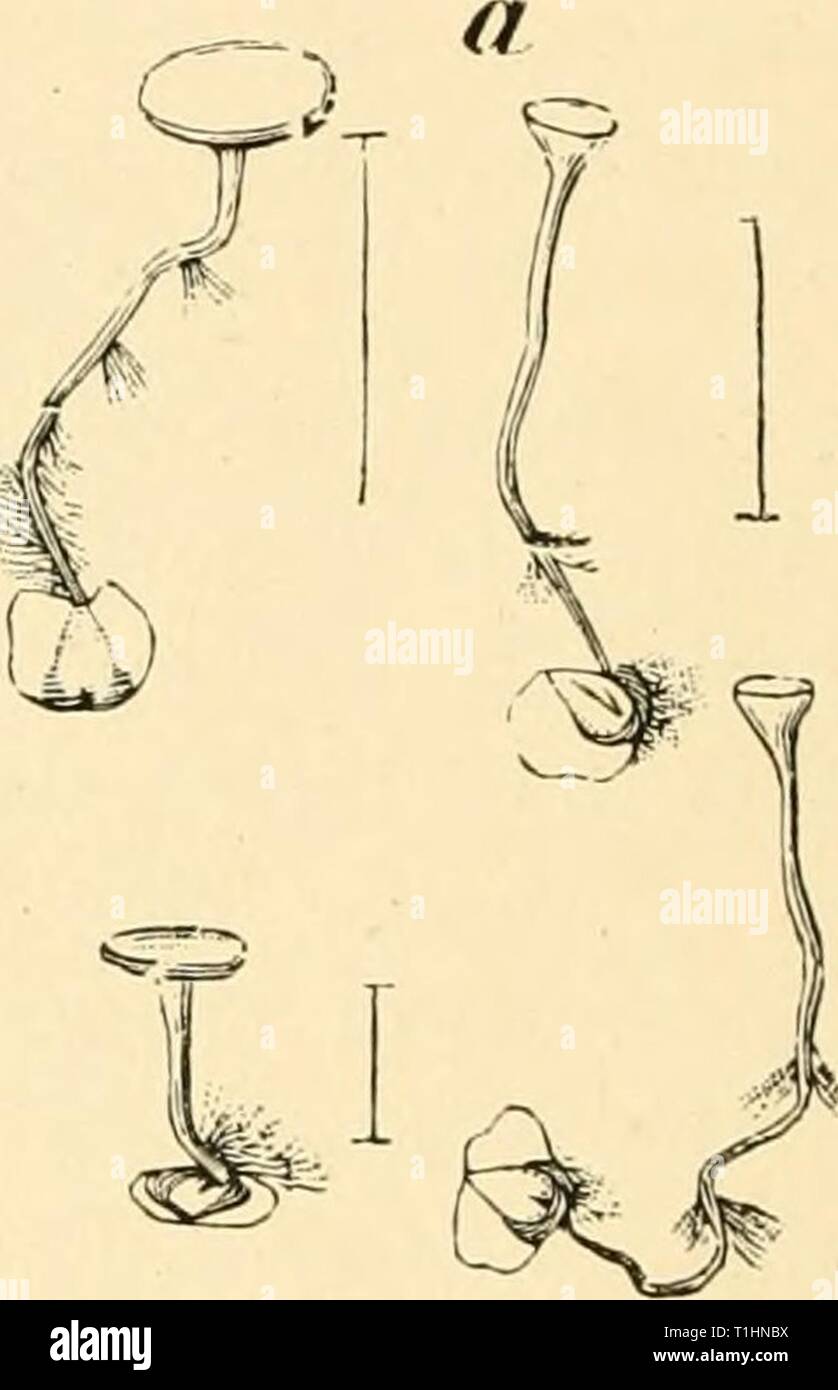 Diseases of plants induced by Diseases of plants induced by cryptogamic parasites; introduction to the study of pathogenic Fungi, slime-Fungi, bacteria, & Algae  diseasesofplants00tube Year: 1897  Fig. 13Q.—Sckrotinia betulae. a, Birch fruits with sclerotia, which have germinated and formed cup-like apothecial discs; rhizoids have developed on the stalks, h, Birch fruit, somewhat enlarged, with semilunar sclerotia. (After Nawaschin.) Hormomyia betidae Wtz. often occurs along with the above. It causes the production of thick spherical fruits with little or no wing. Sclerotinia adusta Karst. has Stock Photo