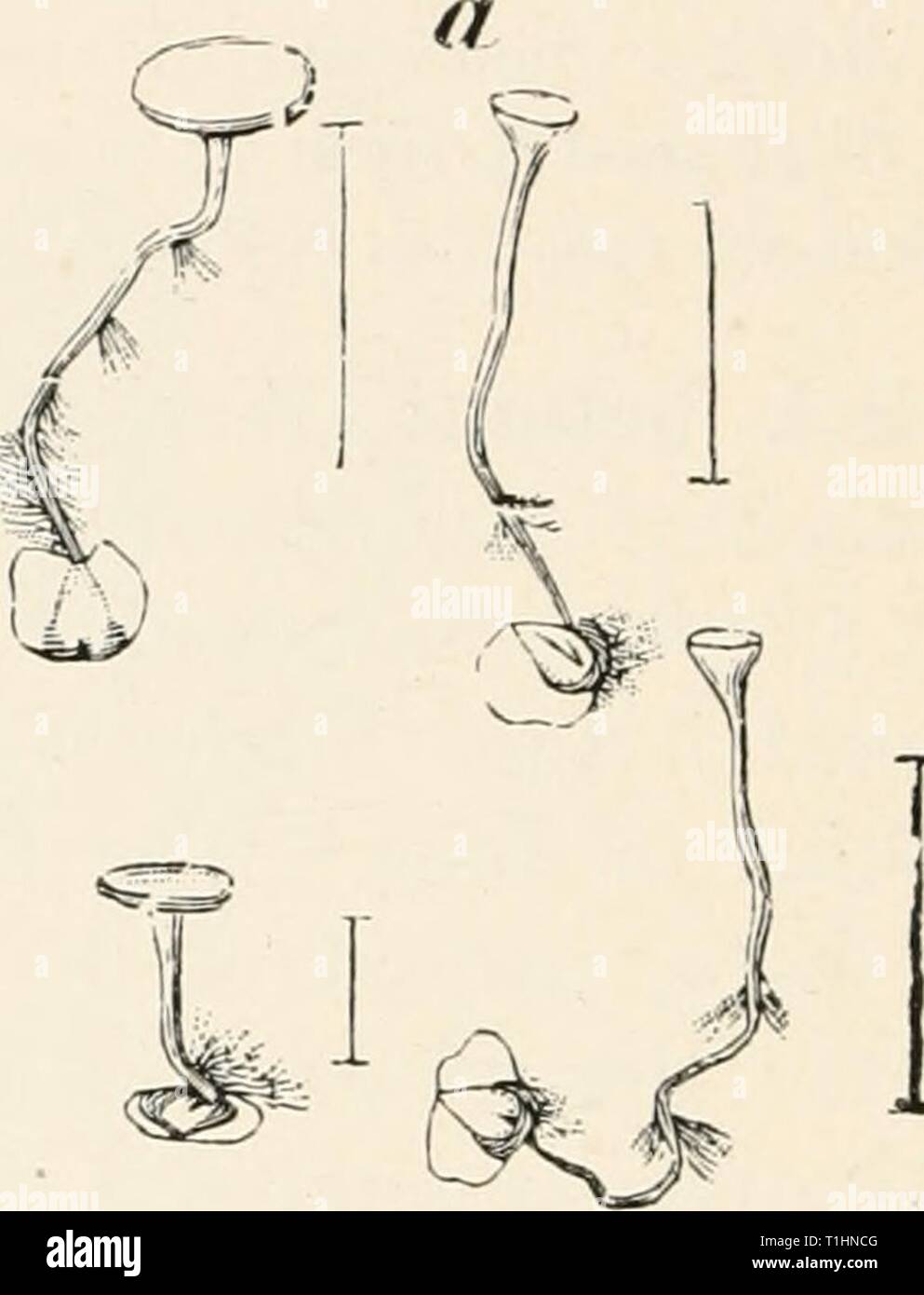 Diseases of plants induced by Diseases of plants induced by cryptogamuc parasites; introduction to the study of pathogenic fungi, slime-fungi, bacteria, and algae. English ed. by William G. Smith  diseasesofplants00tubeuoft Year: 1897  .:yyv-:    Fig. 139.—Sclerotinia hetulae. a, Birch fruits with sclerotia, which have germinated and formed cup-hke apothecial discs; rhizoids have developed on the stalks, h, Birch fruit, somewhat enlarged, with semilunar sclerotia. (After Nawaschin.) Hormoviyia hetulae Wtz. often occurs along with the above. It causes the production of thick spherical fruits w Stock Photo