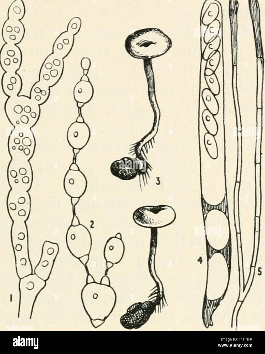 Diseases of cultivated plants and Diseases of cultivated plants and trees  diseasesofcultiv00massuoft Year: [1910?]  SCLEROTINIA 269 the death of the clover. The presence of small black sclerotia partially embedded in the substance of the stem and root indicates that the injury is due to the Sckroti?iia. As a rule, only one ascophore springs from a sclerotium, at first closed then expanding, yellowish-brown 3 mm. to i cm. across, stem elongated, slender ; spores S in an ascus, hyaline, elliptical, 16-18x8-9/. Conidial condition unknown.    Fig. 79.—Sclerotinia ur7iula. i, chain of conidiain yo Stock Photo