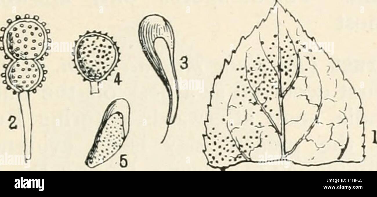 Diseases of cultivated plants and Diseases of cultivated plants and trees  diseasesofcultiv00massuoft Year: [1910?]  ' PUCCINIA 309 ] circumstances, and when it occurs early in the year the leaves I fall quite early in the season, and consequently the crop is i poor in quantity and quality. As a rule the rusts can only I attack young growing leaves, but in the present case I have observed a plum-tree seriously attacked during the last week in July. A considerable amount of confusion respecting the    Fig. 90.—Piicciniapruni. i, portion of diseased plum leaf; 2, teleutospore ; 3, paraphysis ; 4 Stock Photo