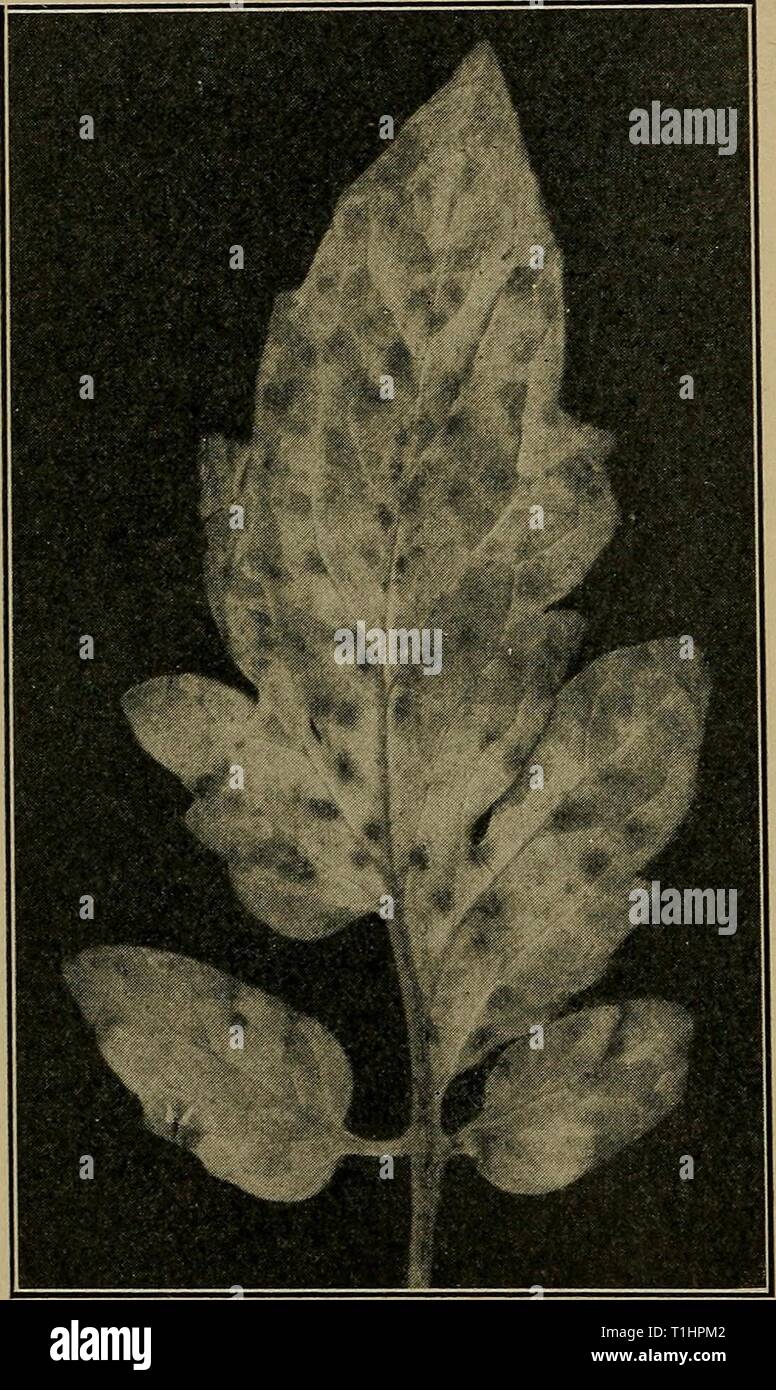 Diseases of economic plants (1910) Diseases of economic plants  diseasesofeconom02stev Year: 1910  310 DISEASES OF ECONOMIC PLANTS As to means of dissemination and control, what is said under soil diseases will apply. Leaf mold (Cladosporium fulvum Cke.). — Under glass in the North and occa- sionally in the open, especially in the South, this disease is destruc- tive. It occurs as rusty or cinnamon- brown blotches on the lower side of the leaf, which turns yellow above, then brown or black, curls, and dies. The loss of food sup- ply consumed by the parasite together with the loss through de- s Stock Photo