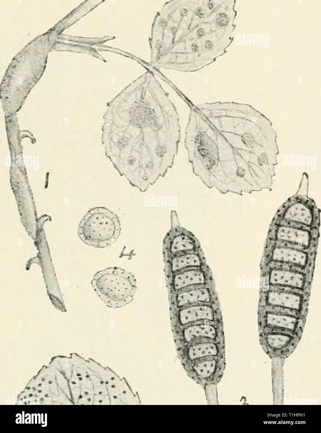 Diseases of cultivated plants and Diseases of cultivated plants and trees  diseasesofcultiv00massuoft Year: [1910?]  PHRAGMIDIUM 313 dark brown, 3-8 septate, 75-100X26-30 [i, pedicel long, thickened in the middle. The infection in spring depends entirely on the presence of teleutospores present on fallen leaves, consequently all fallen leaves should be either buried by digging during the winter or by sweeping up and burning. Plants that have    Fig. 92.—Plu-agmidium stibcorticatum. i, rose branch and leaves with aecidium stage of fungus ; 2, rose leaf with teleutospores ; 3, teleutospores ; 4, Stock Photo