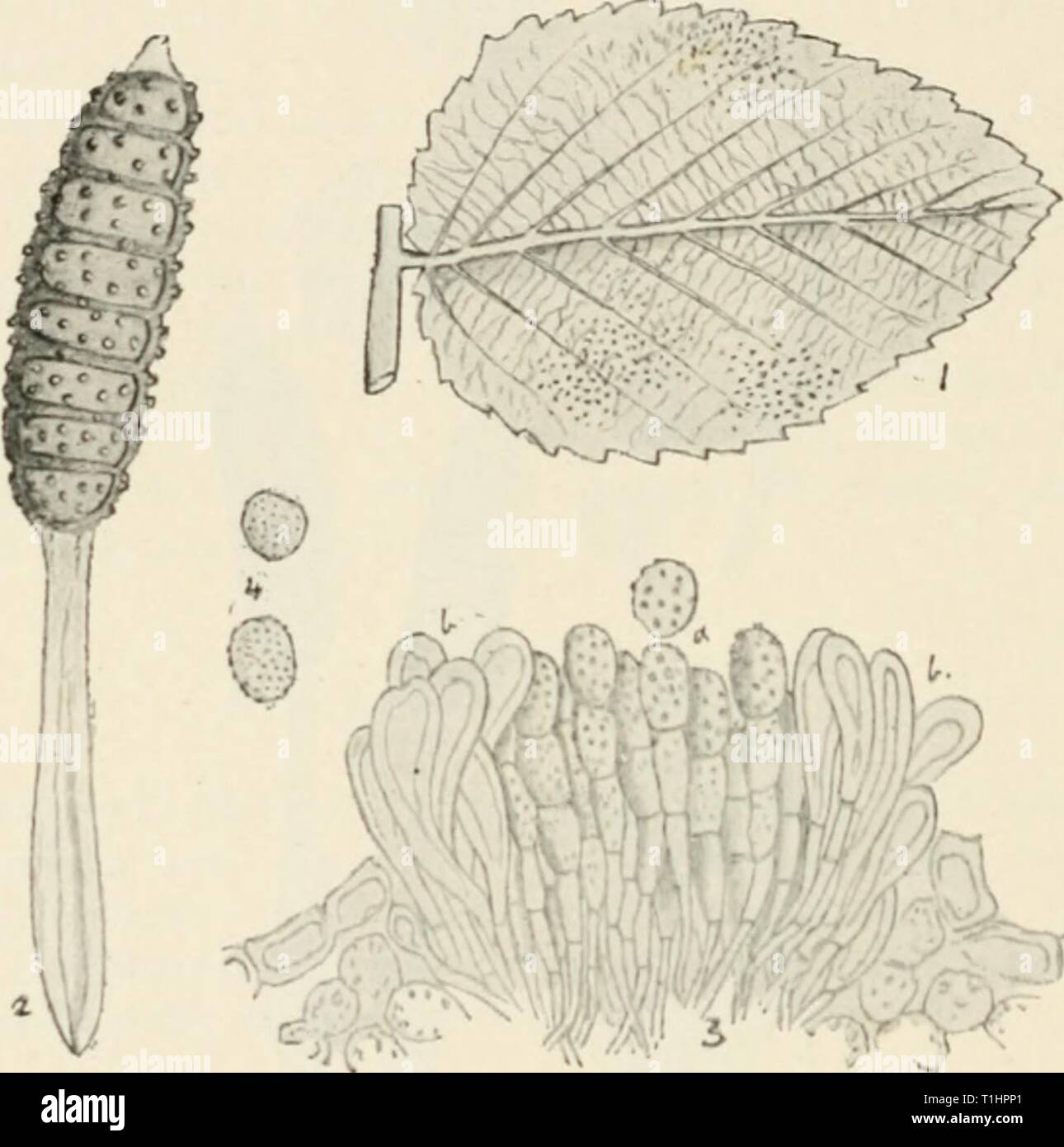 Diseases of cultivated plants and Diseases of cultivated plants and trees  diseasesofcultiv00massuoft Year: [1910?]  314 DISEASES OF CULTIVATED PLANTS the pustules are pale orange, and irregularly scattered. Later in the season small black clusters of teleutospores appear on the under surface of the leaves. Aecidiospores orange, aculeolate, 20-28 yu, diam., paraphyses clavate, orange. Uredospores orange, aculeate, 16-22 fi. Teleutospores oblong, apiculate, warted, 5-10 septate, black and opaque, 90-140 X 20-35 /x, pedicel thickened below.    -r- Fig. g-i.—Phramidium riibi-idafi. i, pustules an Stock Photo