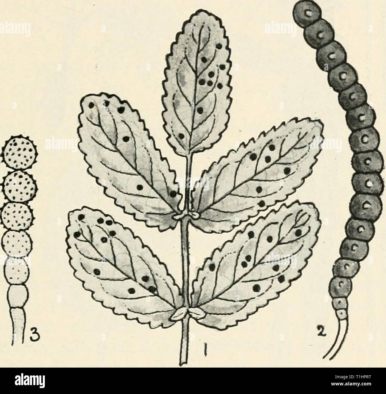 Diseases of cultivated plants and Diseases of cultivated plants and trees  diseasesofcultiv00massuoft Year: [1910?]  GYMNOSPORANGIUM 315 chains. Closely allied to Phragmidhtm, differing mainly in the relatively greater number of cells forming the teleuto- spore. Both stages grow on the same host-plant. Burnet leaf spot {Xenodochus carbonarius, Schlecht.) is parasitic on this plant. The aecidium stage forms large, orange-red, roundish patches on the leaves, and elongated patches on the stems. This is followed by the black, wart- like pustules of the teleutospore stage on the leaves. Only met wi Stock Photo