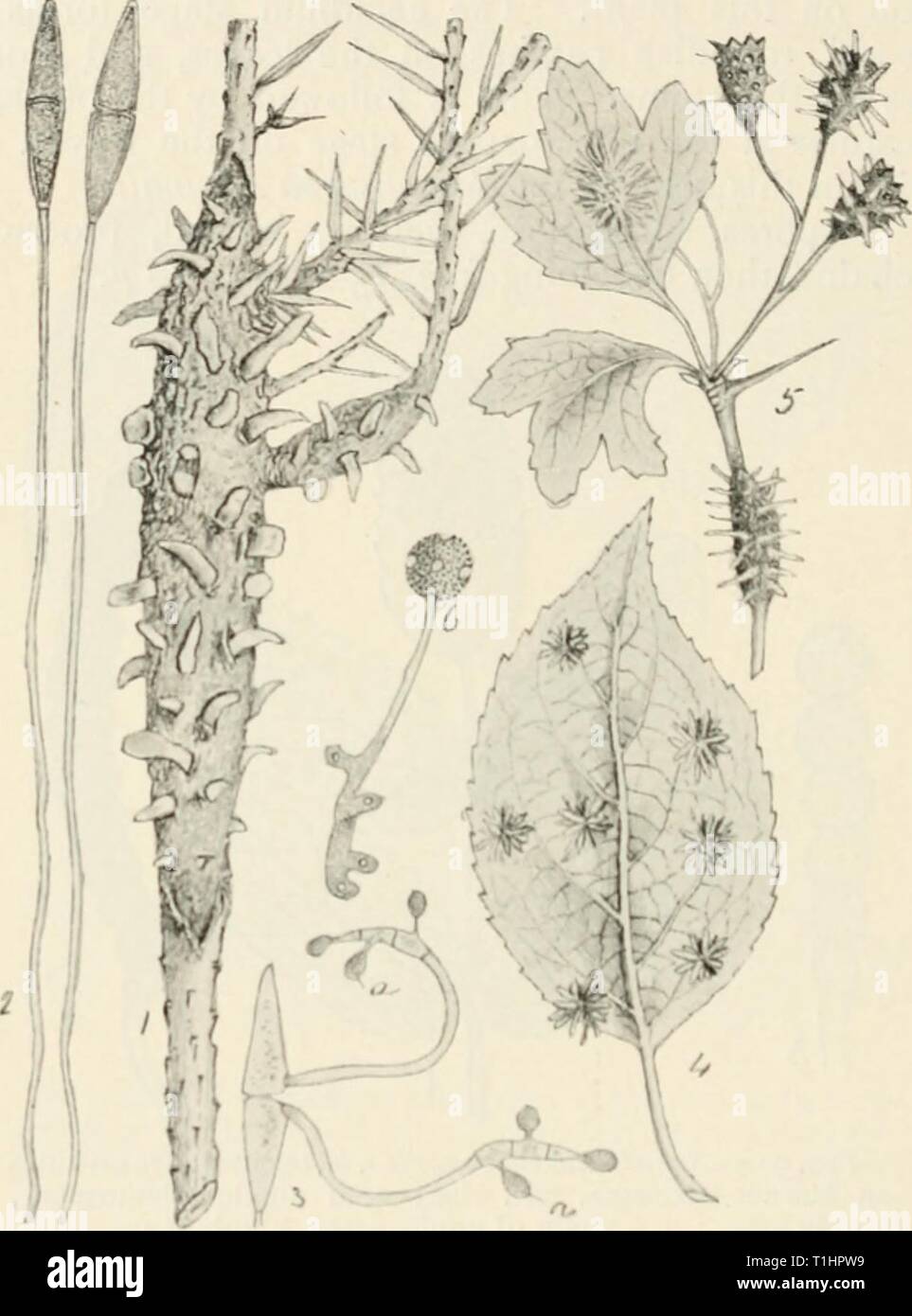 Diseases of cultivated plants and Diseases of cultivated plants and trees  diseasesofcultiv00massuoft Year: [1910?]  3l6 DISEASES OF CULTIVATED PLANTS country); i-septate, rarely 2-septate, each cell having two or four germ-pores. Spermogoniaand aecidia on a different host to teleutospores. Uredospores unknown.    F'lG. 95.—Gymttoiporangium clavariacforme. I, teleutospore stage on juniper branch; 2, teleutospores; 3, teleutospores ger- minating and producing secondary spores, (7, a ; 4, aecidium stage on pear leaf ; 5, aecidium stage on branch, leaves, and fruit of hawthorn ; 6, aecidiospore g Stock Photo