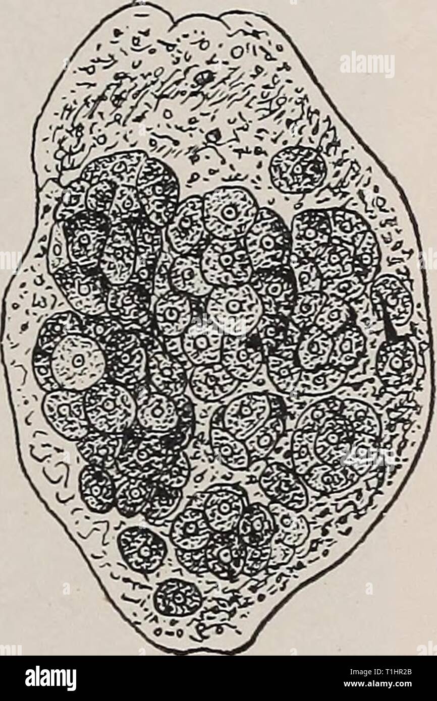 Diseases of cattle, sheep, goats Diseases of cattle, sheep, goats and swine  diseasesofcattl00mous Year: 1905  Fig. 148.—Embryo of the common liver flule {Fas- ciola liejpatica), boring into a snaiL X 370. (After Thomas, 1883, p. 285, Fig. 4.)    Fig. 149.—Sporocyst of the common hver fluke which has de- veloped from the embryo, and con- tains germinal cells. X 200. (After Leuckart, 1889, p. 109, Fig. 67 B.) Stock Photo