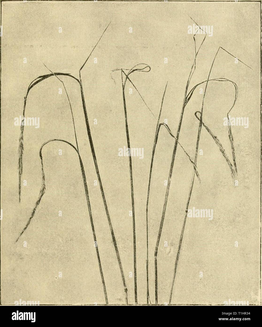 Diseases of plants induced by Diseases of plants induced by cryptogamic parasites; introduction to the study of pathogenic Fungi, slime-Fungi, bacteria, & Algae  diseasesofplants00tube Year: 1897  UROCYSTIS. 315 Urocystis occulta (Wallr.). (Britain and U.S. America.) This species is common on the haulms, leaves, leaf-sheaths, and less commonly on iloral parts of Sccale cercale (rye). It causes the    Fk;. 172. — Vrori/stix occulta on Rj-e. Tlie ears are stunted, and the spore- puwder emerges from longitudinal fissures in the upper part of the steins. (V. Tubeiif phot.) formation of grey stripe Stock Photo